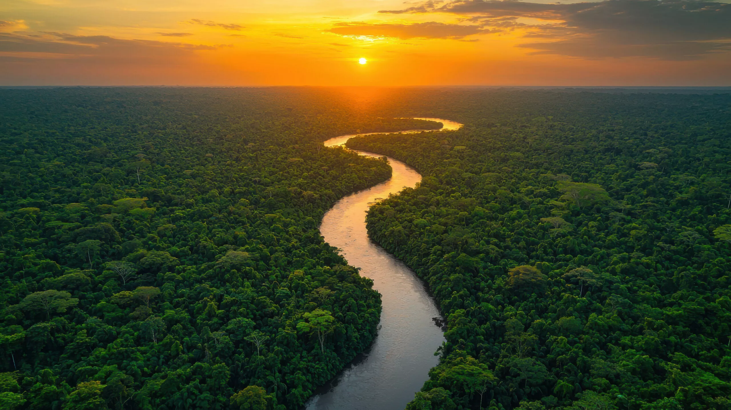 The Amazon
